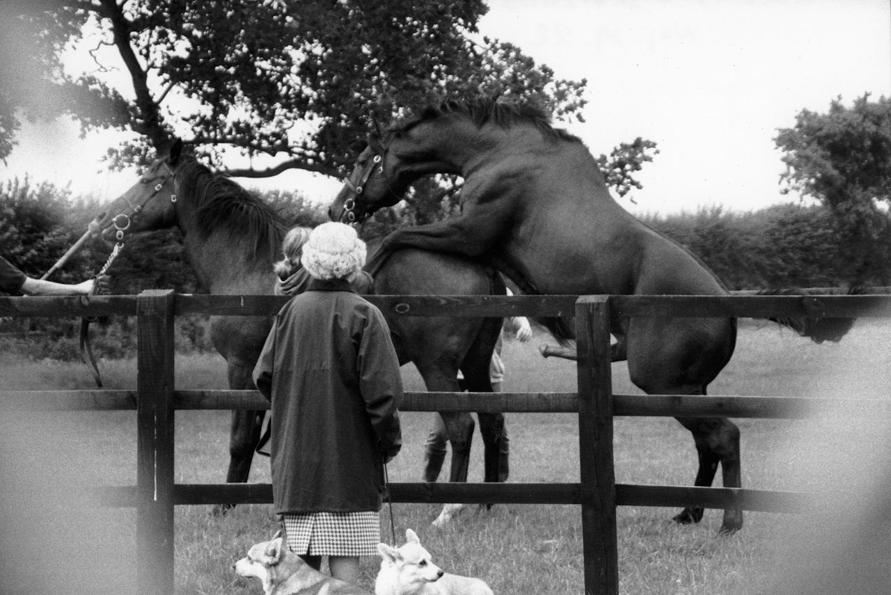 Alison Jackson: Queen Watches Her Horse Mate